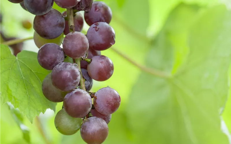 Warum Wein eigentlich aus Beeren gemacht wird