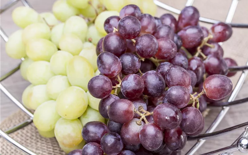 Warum Wein eigentlich aus Beeren gemacht wird