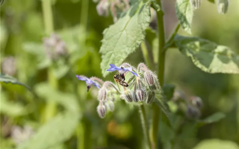 Kräutergarten – Anregungen und Gestaltungshinweise