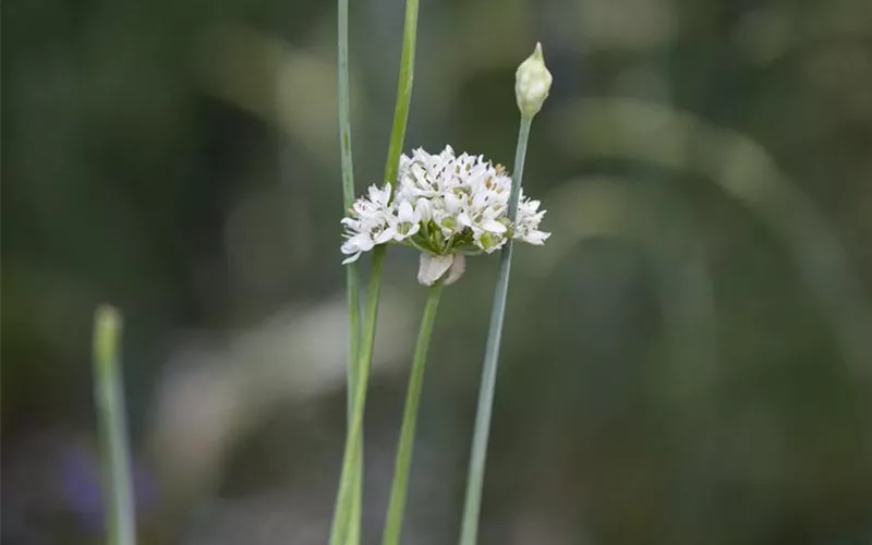 Kräutergarten – Anregungen und Gestaltungshinweise