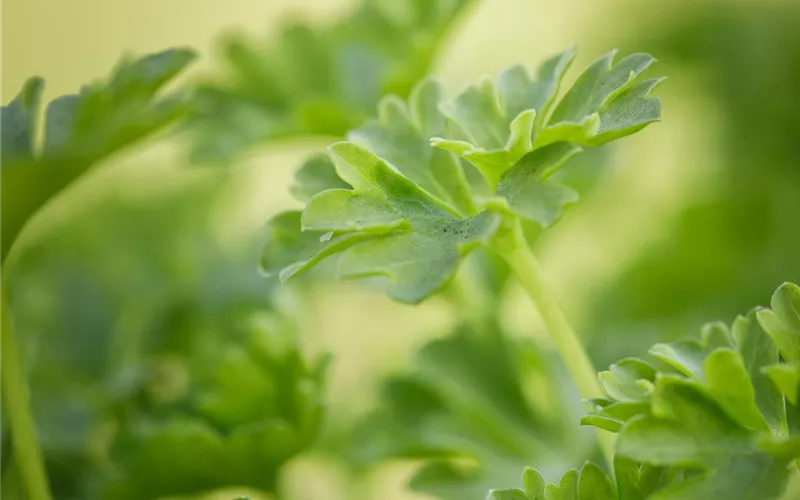 Urban Gardening – frische Kräuter für den Balkon