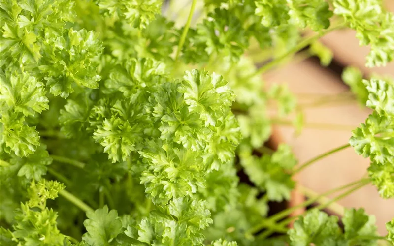 Urban Gardening – frische Kräuter für den Balkon