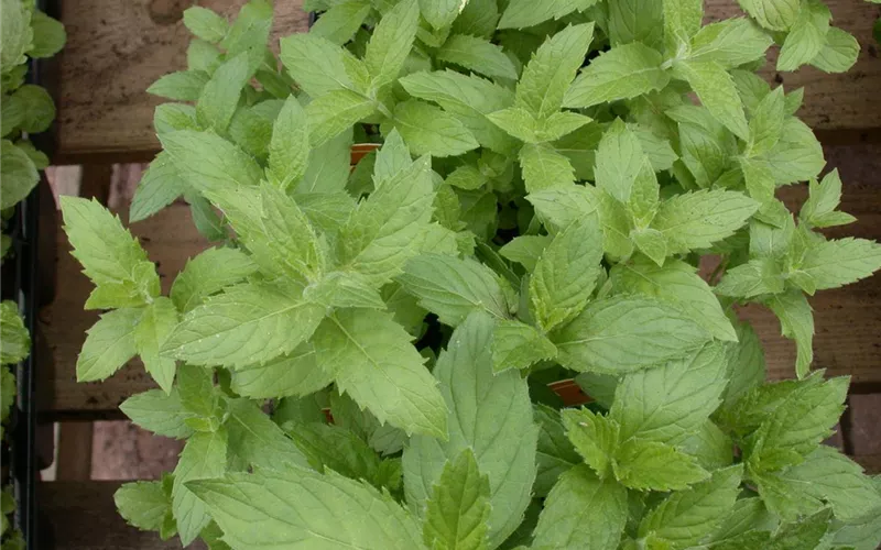 Urban Gardening – frische Kräuter für den Balkon