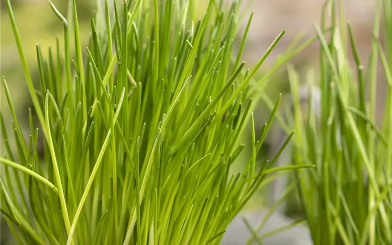 Urban Gardening – frische Kräuter für den Balkon