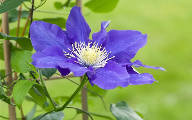 Clematis – die robuste Kletterpflanze im Garten