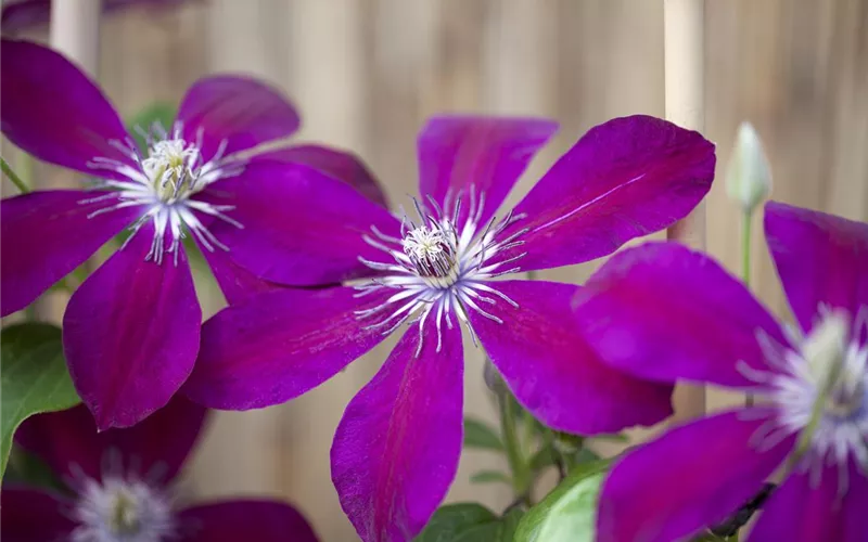 Clematis – die robuste Kletterpflanze im Garten