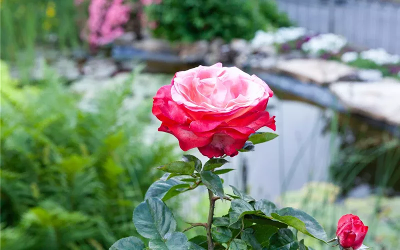 Die Rose – die Königin der Pflanzen für Balkon und Terrasse