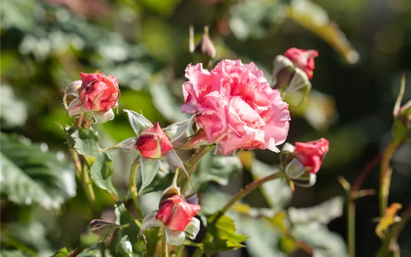 Die Rose – die Königin der Pflanzen für Balkon und Terrasse