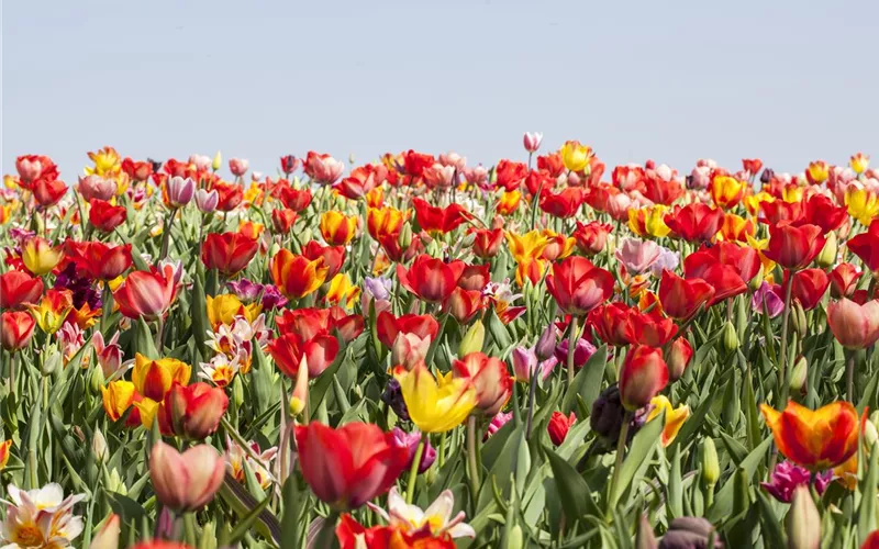 Tulpenzwiebeln einpflanzen – Beetgestaltung mit Tulpen