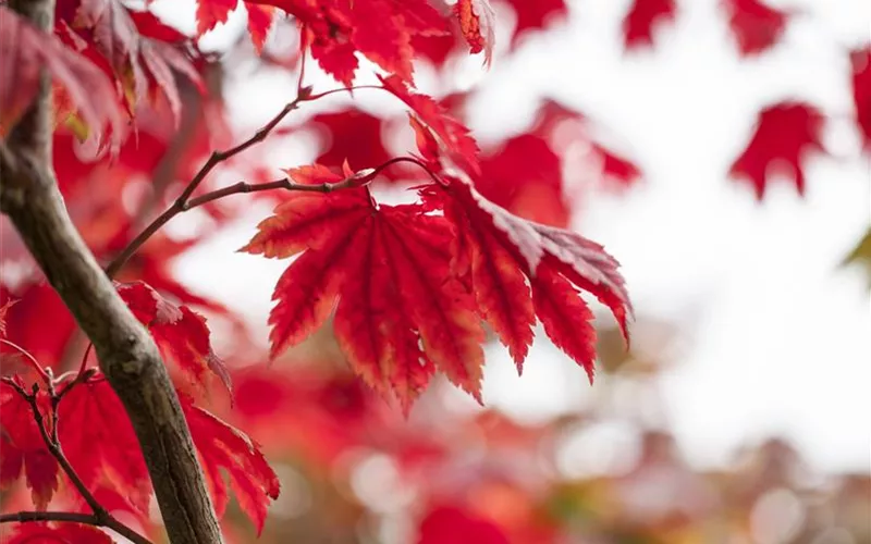 Es wird bunt! Herbst-Deko im Haus