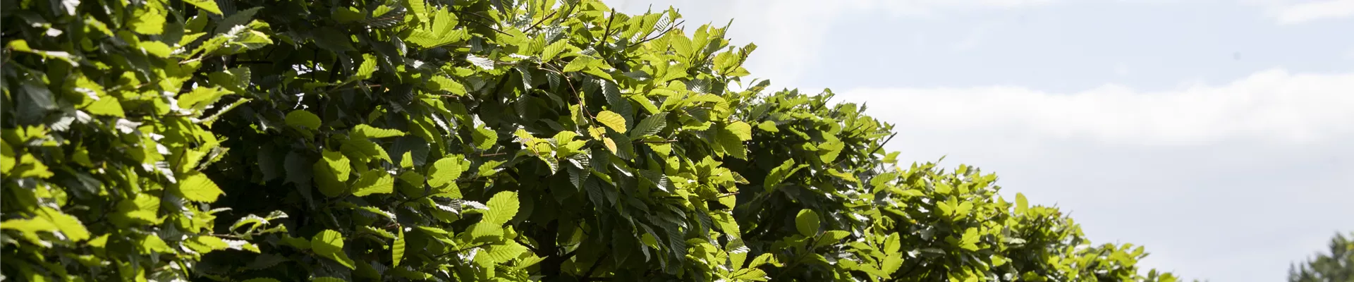 Carpinus betulus 'Frans Fontaine'