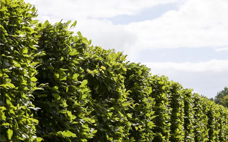 Die Hainbuche: Hecke und Vogelparadies