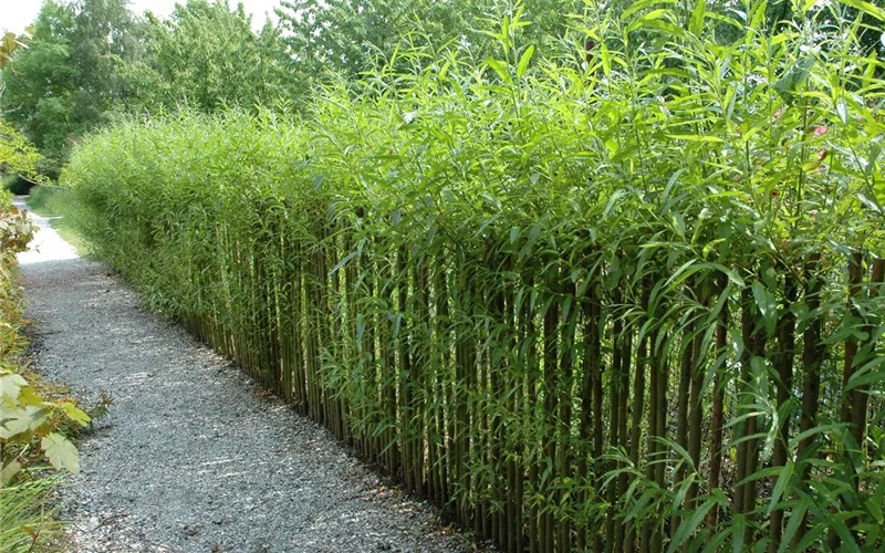 Einen Sichtschutz oder Gartenbegrenzung mit Weiden ziehen