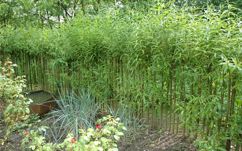 Einen Sichtschutz oder Gartenbegrenzung mit Weiden ziehen