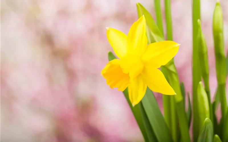 Frühling auf dem Balkon: Frühblüher pflanzen im Herbst