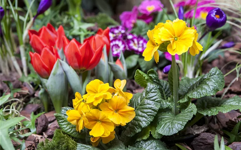 Frühling auf dem Balkon: Frühblüher pflanzen im Herbst