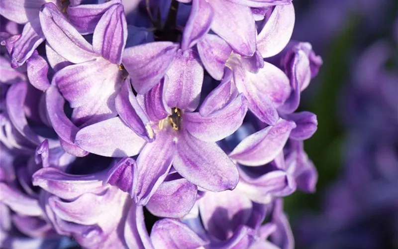 Frühling auf dem Balkon: Frühblüher pflanzen im Herbst