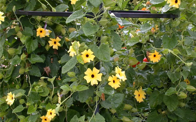 Kletterpflanzen – die grünen Bergsteiger im Garten