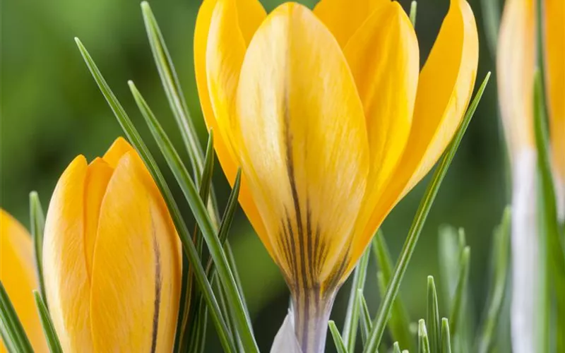 Krokus pflanzen: Der Klassiker im Frühlingsbeet