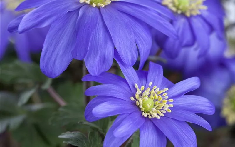 Anemonen – zarte Windröschen im Garten