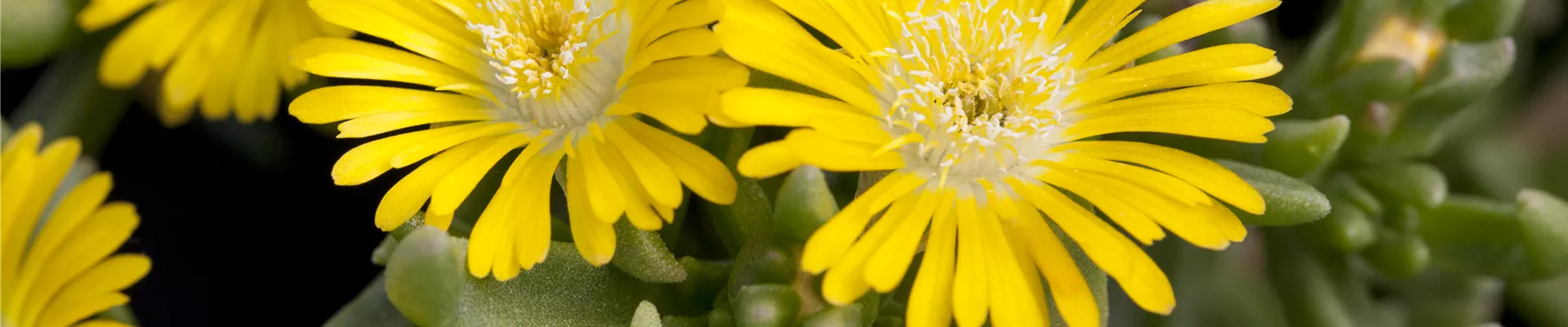 Delosperma 'Wheels of Wonder'®