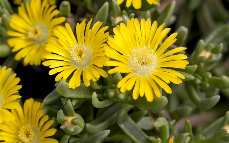 Winterharte Eisblumen (Delosperma congesta) für den Steingarten