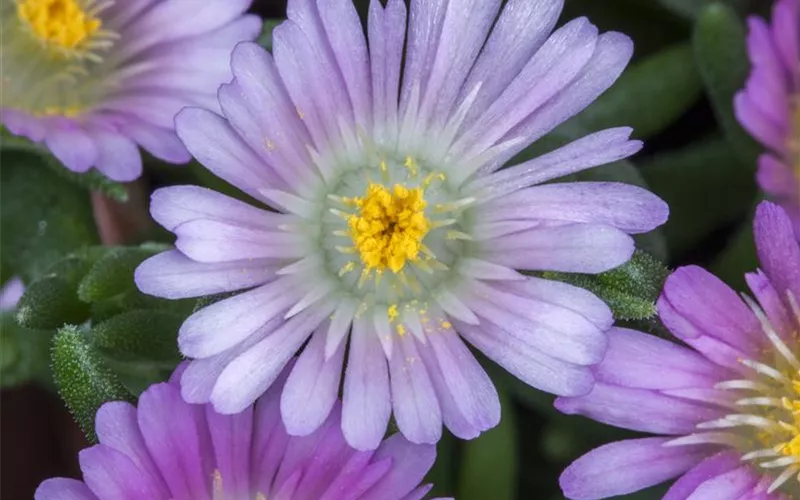 Winterharte Eisblumen (Delosperma congesta) für den Steingarten