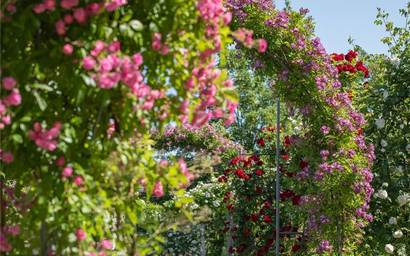 Kletterpflanzen im Garten - hoch hinaus und noch viel weiter!