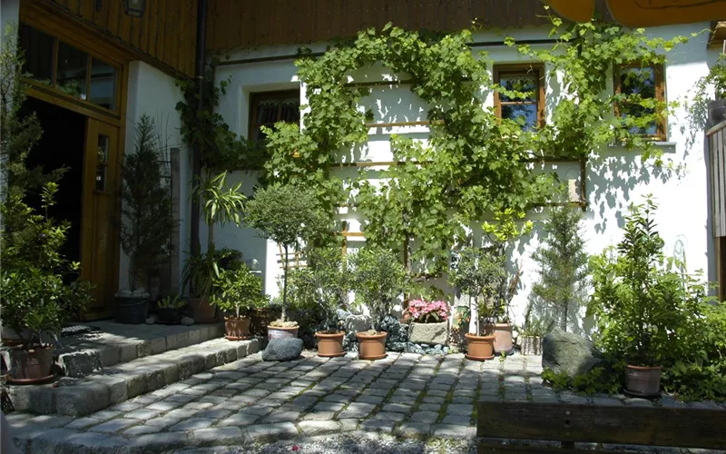 Kletterpflanzen im Garten - hoch hinaus und noch viel weiter!