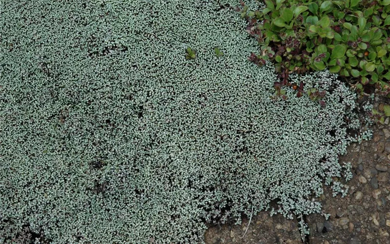 Der Gartenboden – jeder braucht mal Unterstützung