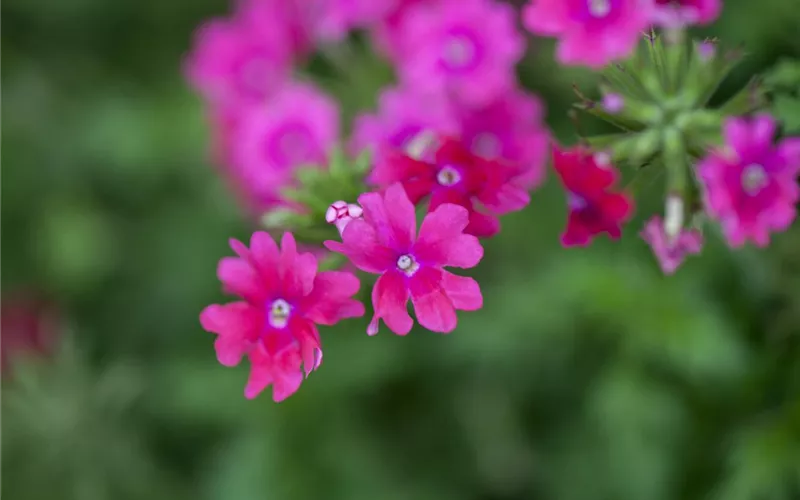 Die Verbene – der Insektenstar unter den Pflanzen