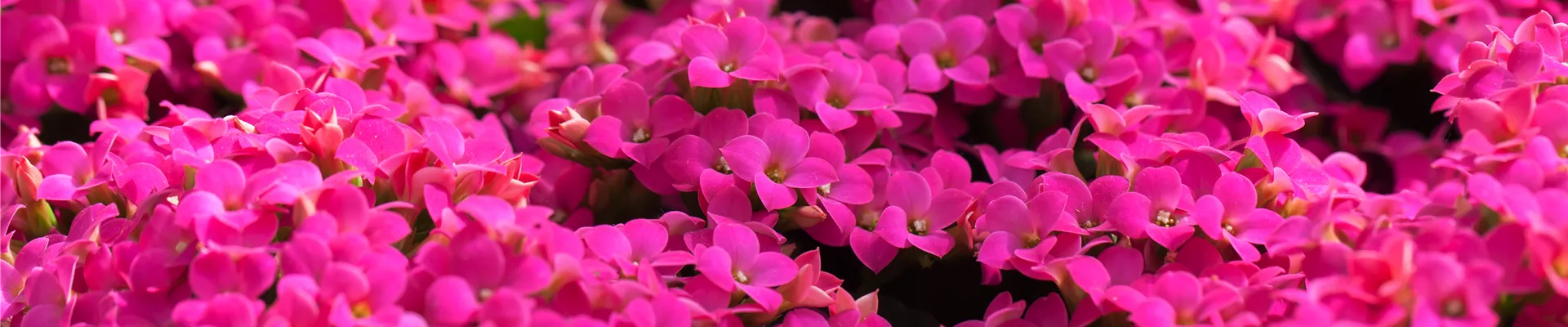 Kalanchoe blossfeldiana 'Poseidon'