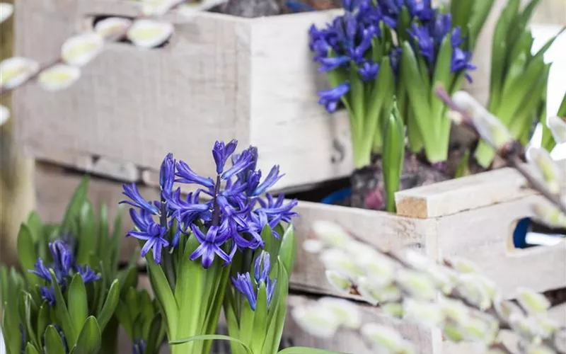 Frühblüher im Haus – Blumenzwiebeln antreiben