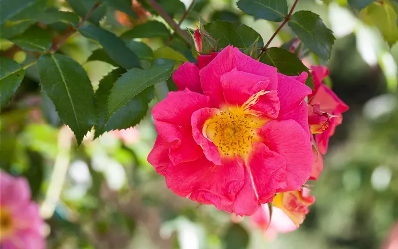 Historische Rosen – Schönheit mit einer langen Geschichte