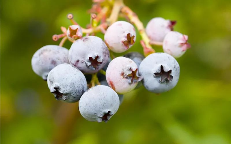 Heidelbeeren – die blauen Super-Beeren