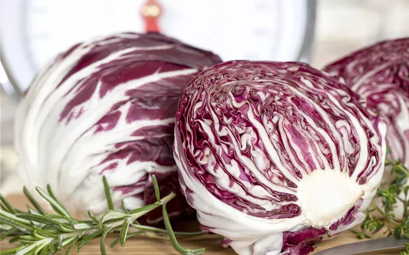 Herbstsalate: Frische aus dem eigenen Garten