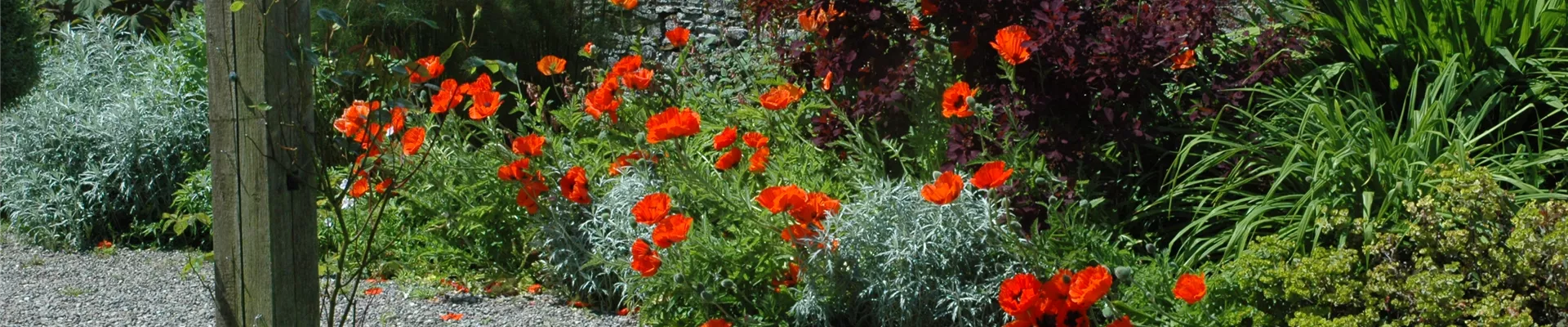 Papaver orientale, rot