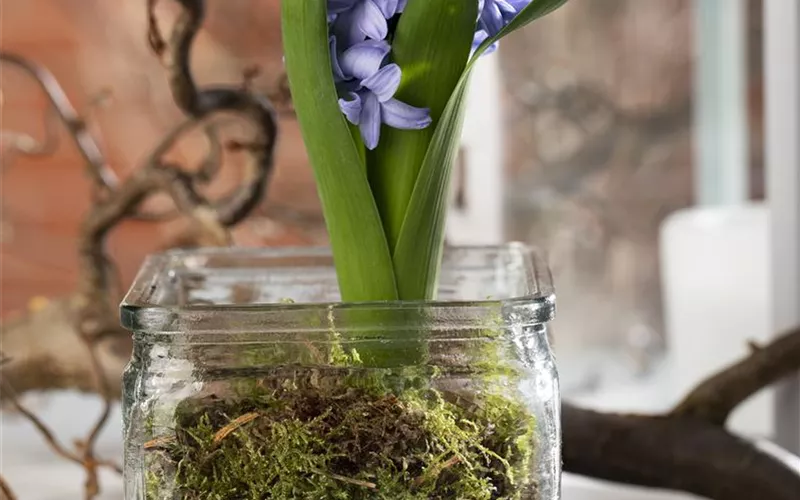 Weihnachtliche Geschenkidee: Blumenzwiebeln im Glas