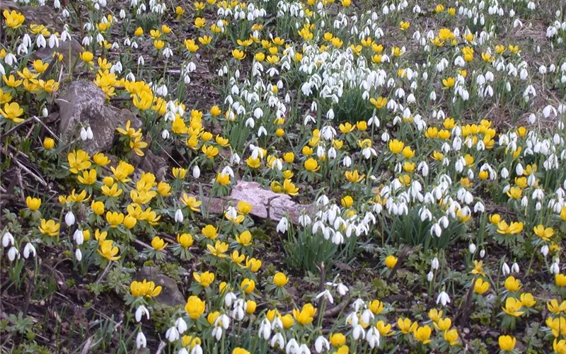 Vergessene Blumenzwiebeln im Frühjahr setzen