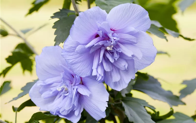 Der Hibiskus, ein großartiges Mitglied im Garten-Ensemble