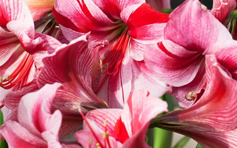 Amaryllis – weihnachtlicher Blütentraum