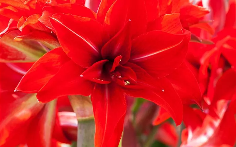 Amaryllis – weihnachtlicher Blütentraum