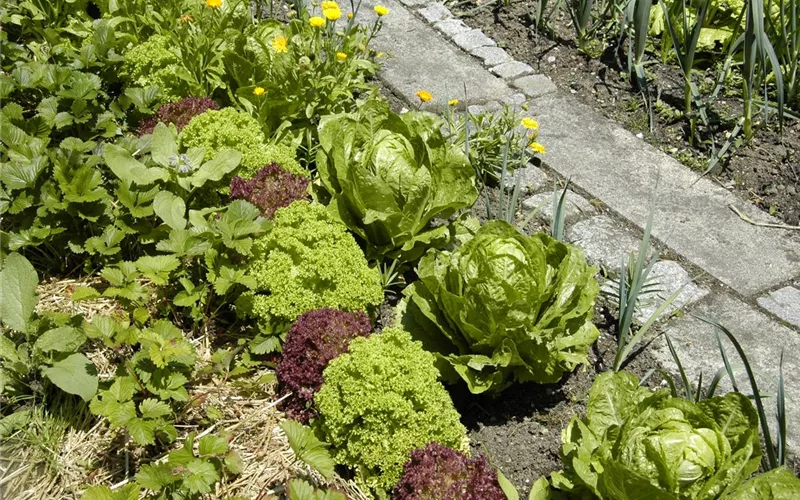 Der Gemüsegarten – weder spießig noch langweilig