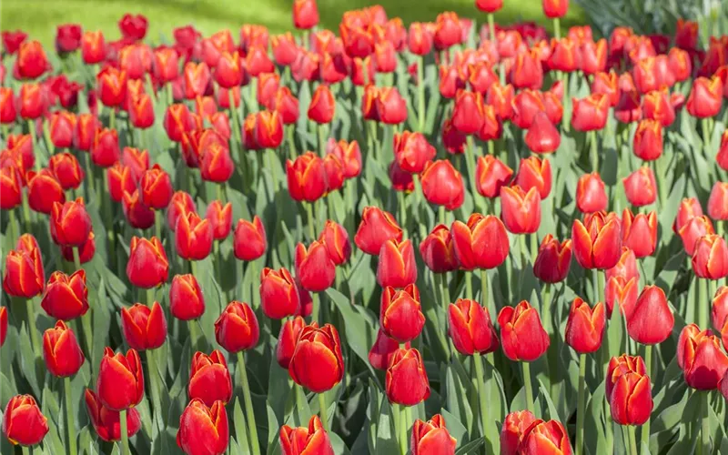 Triumph-Tulpen pflanzen – Farbenspiel im Blumenbeet