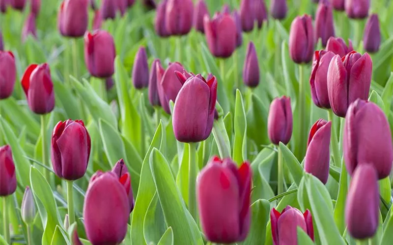 Triumph-Tulpen pflanzen – Farbenspiel im Blumenbeet