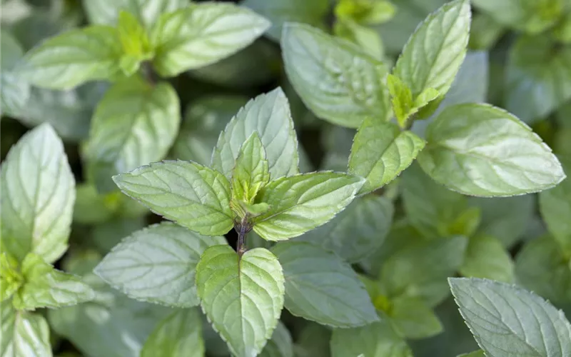 Die Schoko-Minze: Schokolade für den Garten