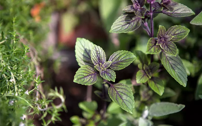 Die Schoko-Minze: Schokolade für den Garten