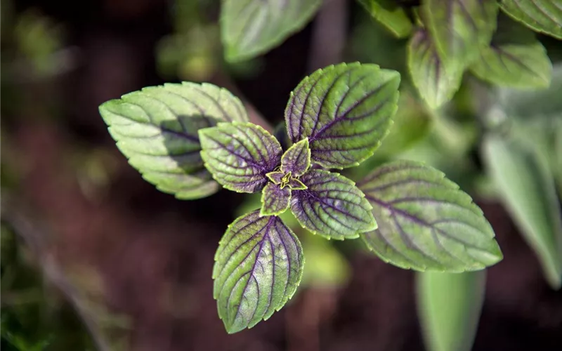 Die Schoko-Minze: Schokolade für den Garten