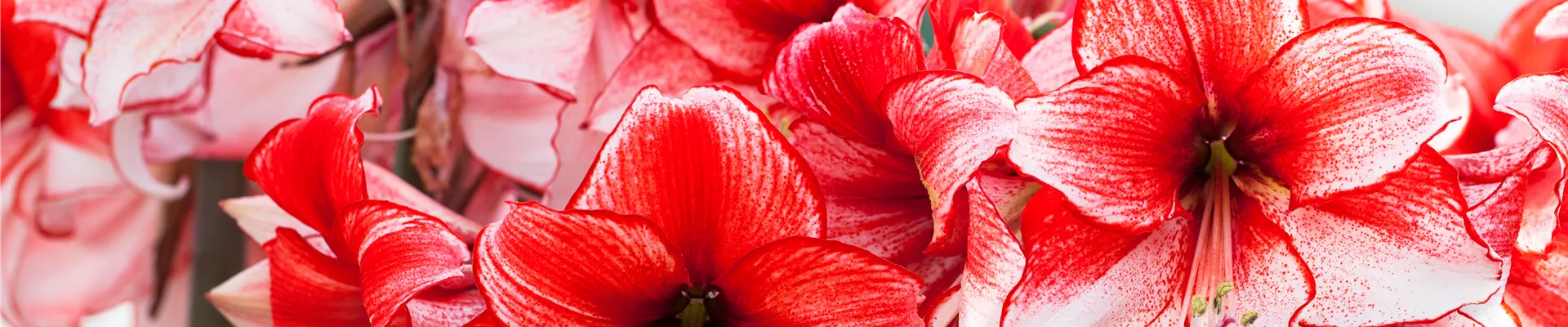 Hippeastrum 'Charisma'