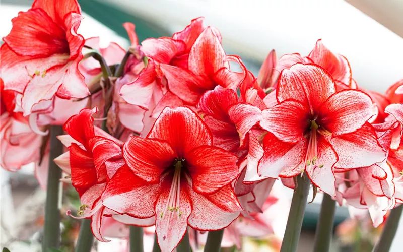 Amaryllis – pflanzen und pflegen im Haus